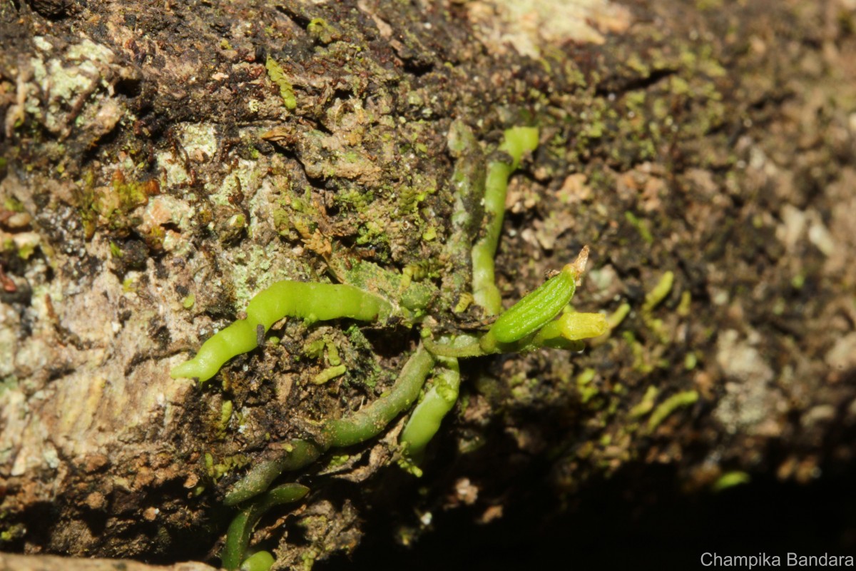 Taeniophyllum alwisii Lindl.